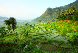 美丽梯田景观田园风光