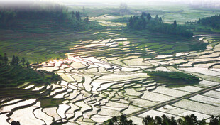 美丽梯田景观