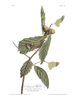 带果枝叶植物插画