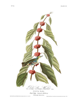 枝头红果绿叶植物插画