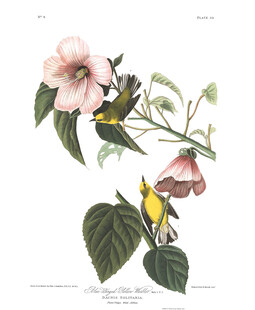 花卉上的小鸟绘画作品