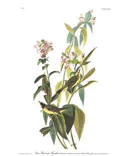 复古花卉植物插画