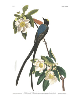 枝头长尾鸟与绽放花朵