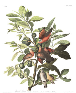 复古风格玫瑰植物插画