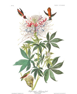 复古风花卉与蝴蝶插画