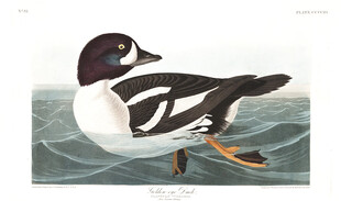 黑白鸭在水面休憩