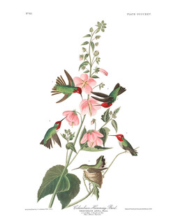 蜂鸟与花卉插画