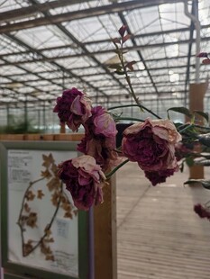 温室中枯萎的花卉植物