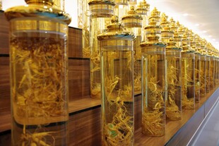 人参泡药展示