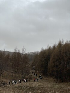 山林间的牛群