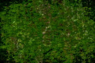 绿植背景