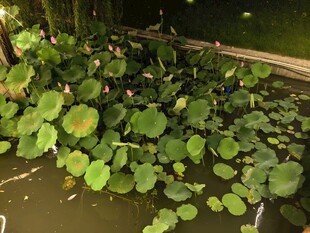 荷花