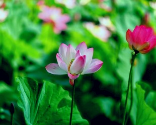 娇艳荷花绽放于绿叶间