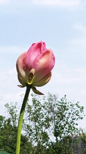 娇艳荷花绽于绿意间