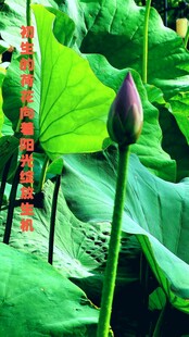 含苞待放的荷花与荷叶