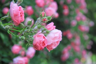 粉色娇艳月季花绽放