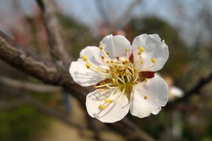 江梅