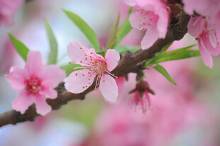 粉嫩桃花枝头绽放