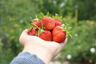 手中鲜草莓
