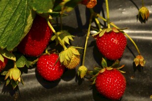 新鲜草莓挂枝