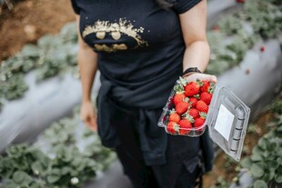 采摘新鲜草莓的劳动者