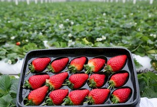 新鲜草莓摆放在育苗盘中