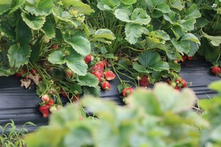 草莓园中繁茂的绿色植株