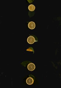 柠檬切片垂直排列艺术图