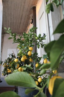 室内柠檬盆栽生机盎然