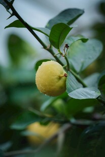 枝头黄果伴绿叶