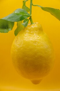 黄色柠檬挂于绿叶间