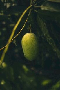 枝头悬挂的鲜绿芒果