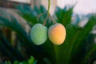 双生芒果挂枝头