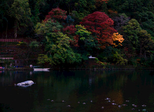 秋日湖畔多彩树林美景