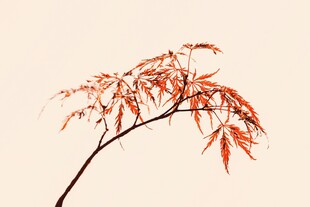 红枫树枝特写