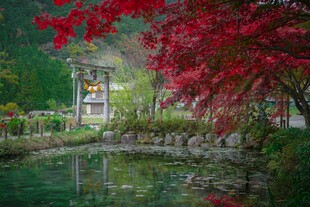日式庭院中的静谧水景