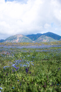 草原花海与远山美景