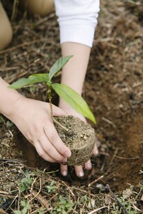 手植幼苗