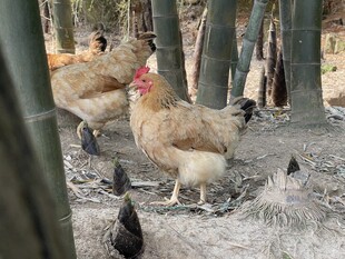 林间散养鸡群