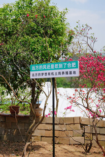 绿树繁花间的路牌标识