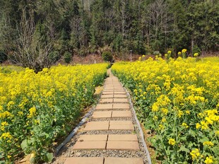 油菜花