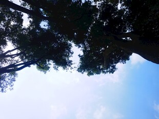 仰望葱郁树林与蓝天