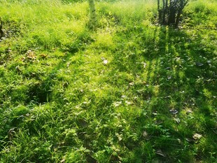 阳光下的翠绿草地