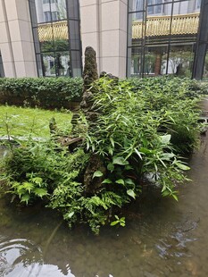 庭院中的绿植水景