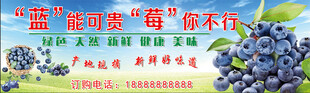 蓝莓采摘