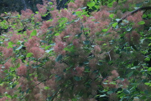 黄栌树花  