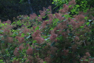 黄栌树花 