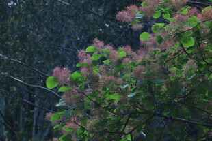 黄栌树花  