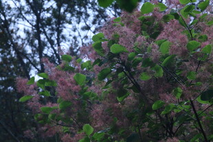 黄栌树花 