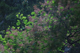 黄栌树花 